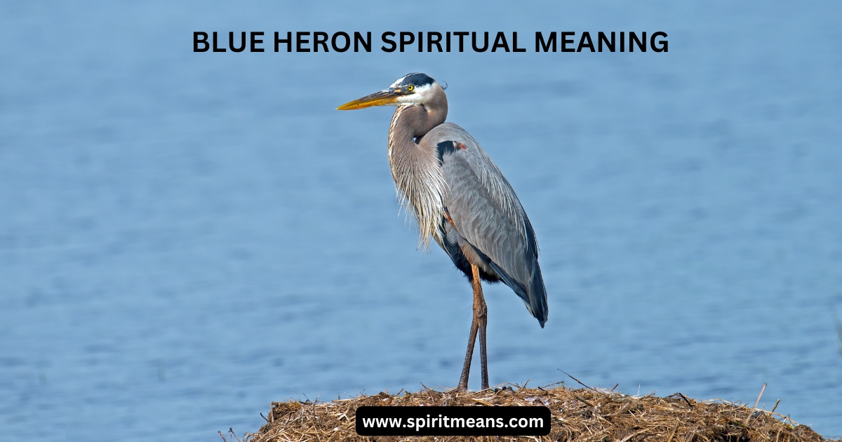 Blue Heron Spiritual Meaning: What It Means When You See One