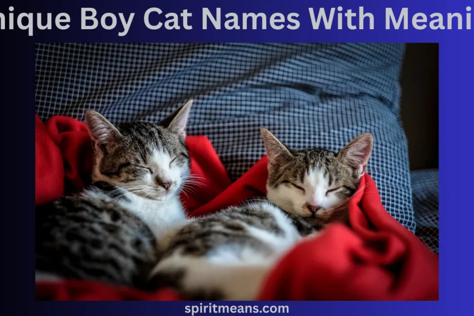 Unique Boy Cat Names With Meaning