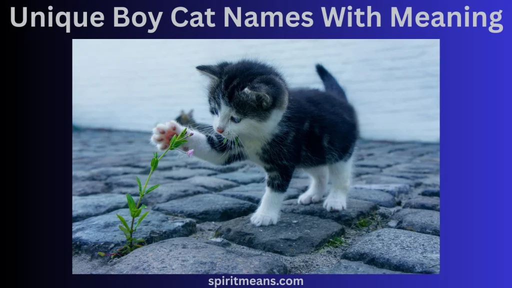 Why Choosing the Right Cat Name Matters