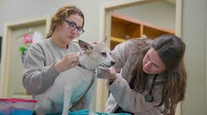 The Connection Between Nutrition And Veterinary Wellness Exams