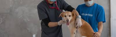 6 Tips For Preparing Your Pet For Their First Vet Appointment