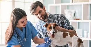 5 Benefits Of Regular Weight Checks At The Vet
