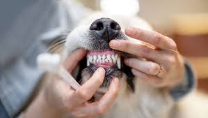 Why Routine Dental Care Happens Best In Animal Hospitals