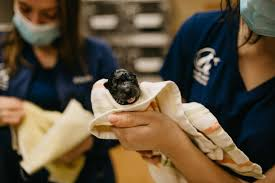 How Animal Hospitals Handle Reproductive And Breeding Care