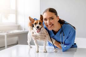 Why Animal Hospitals Are Essential For Long Term Preventive Care