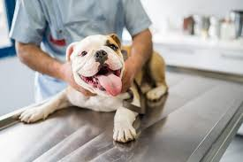 5 Ways General Veterinarians Keep Pets Healthy Year-Round