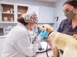 Why Animal Hospitals Are Vital In Spay And Neuter Programs